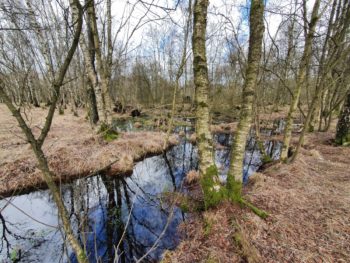 At the Source of the Alster