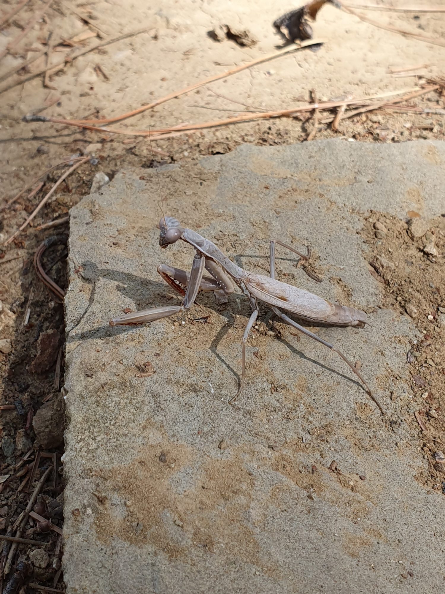 A praying manitis in Cadianda